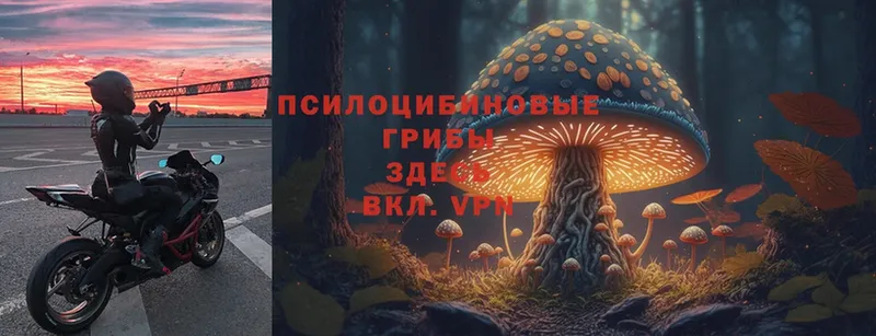 купить закладку  darknet клад  mega tor  Галлюциногенные грибы Psilocybe  Дмитровск 